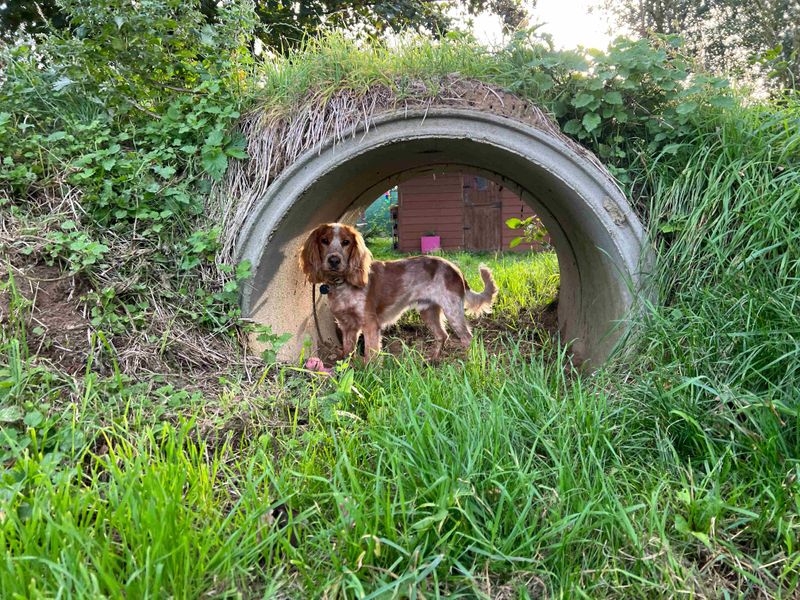 Cocker Spaniel Puppies for sale in Norfolk