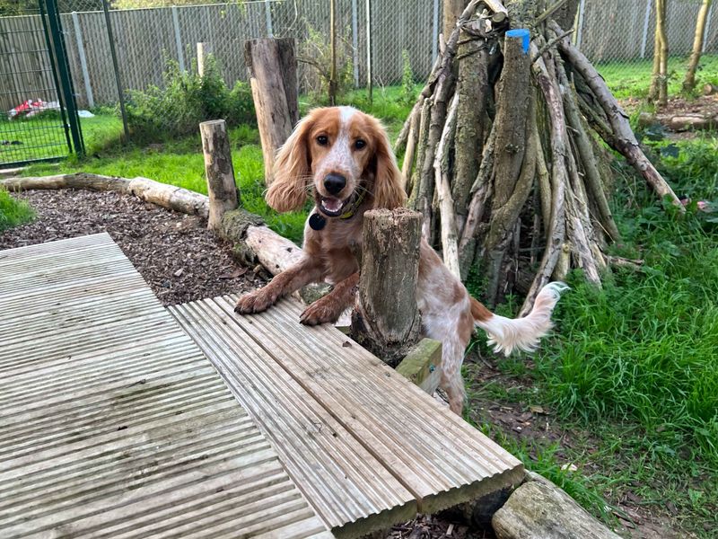 Cocker Spaniel Puppies for sale