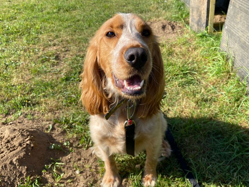 Cocker Spaniels for sale in Snetterton, Norfolk