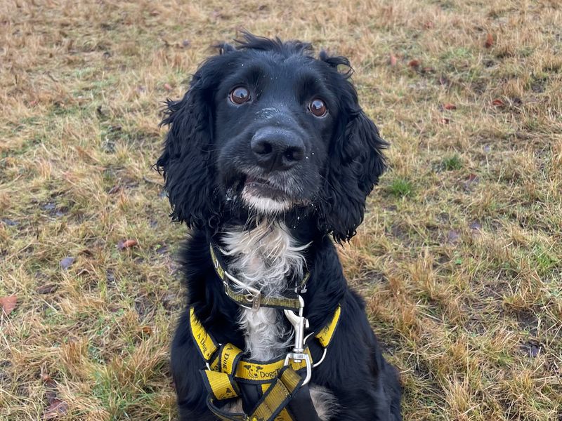 Working cocker spaniels needing hot sale rehoming