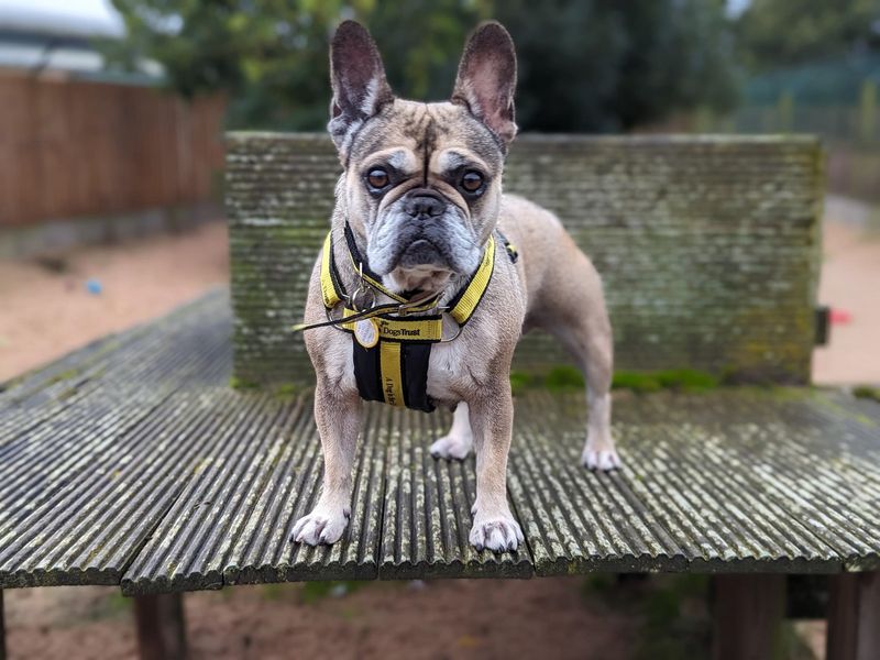 Lucy for sale in Wymeswold, Leicestershire - Image 5