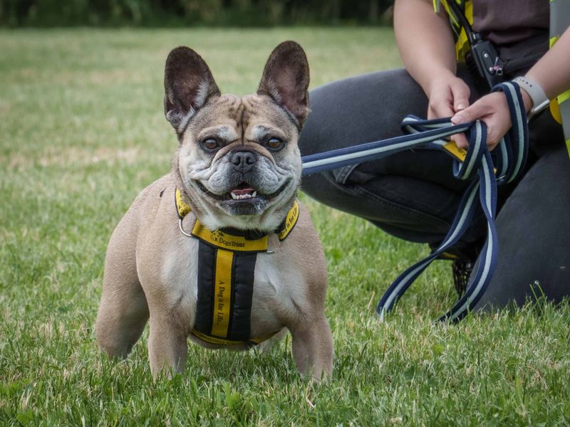 Lucy | French Bulldog | Loughborough - 1