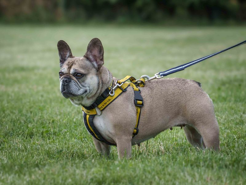 Lucy for sale in Wymeswold, Leicestershire - Image 8