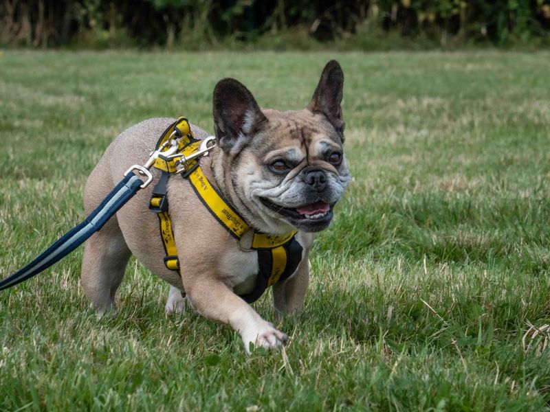 Lucy for sale in Wymeswold, Leicestershire - Image 3