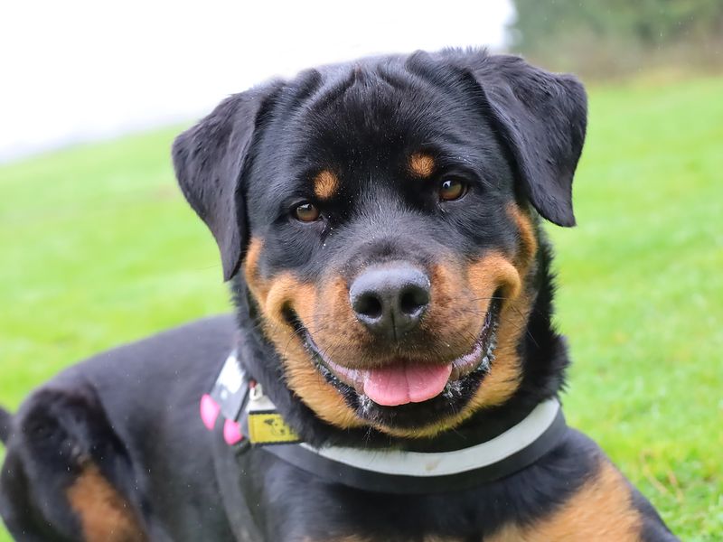 Rottweiler with best sale vitiligo for sale