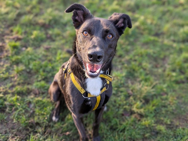 Jet | Collie (Border) Cross | West Calder (Edinburgh) - 1