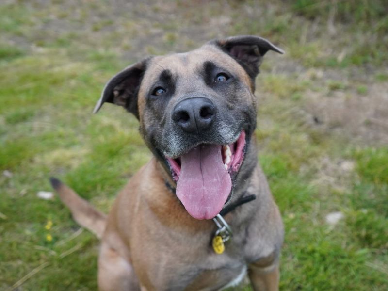 Echo | Belgian Shepherd Dog (Malinois) Cross | Evesham (Worcestershire) - 1