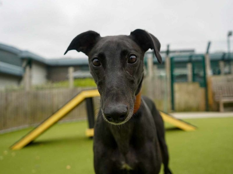 Eric | Greyhound | Evesham (Worcestershire) - 1