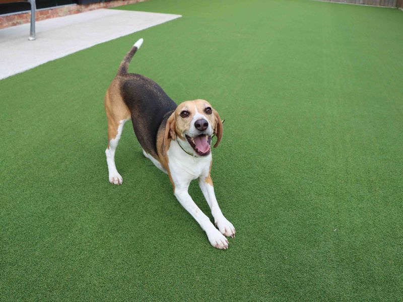 Beagle Puppies for sale in Co Durham