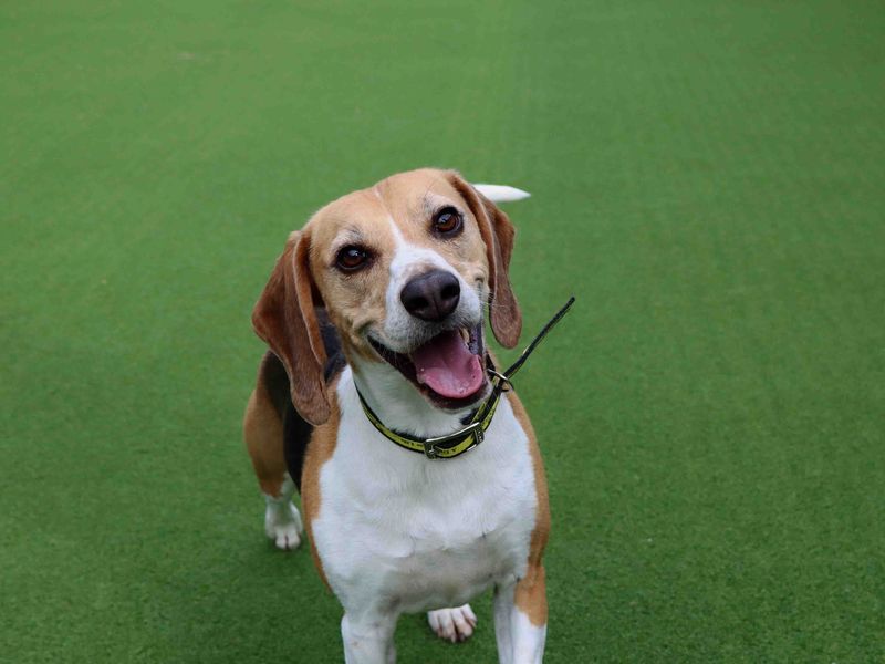 Beagle rescue and sales rehoming