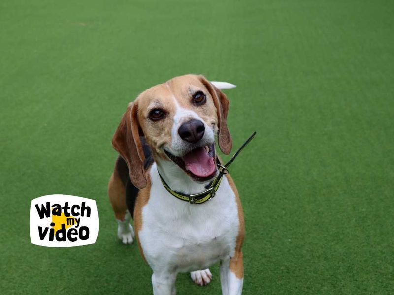 Milo | Beagle | Darlington - 1