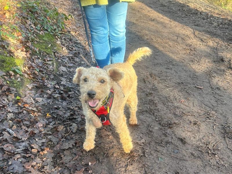 Lakeland terrier best sale rescue dogs