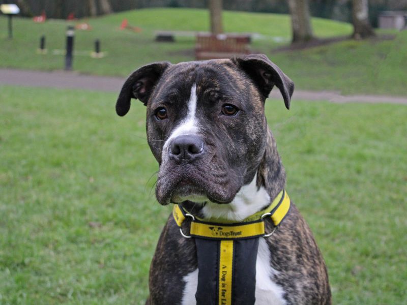 Robbie | Boxer Cross | Merseyside (Liverpool) - 1