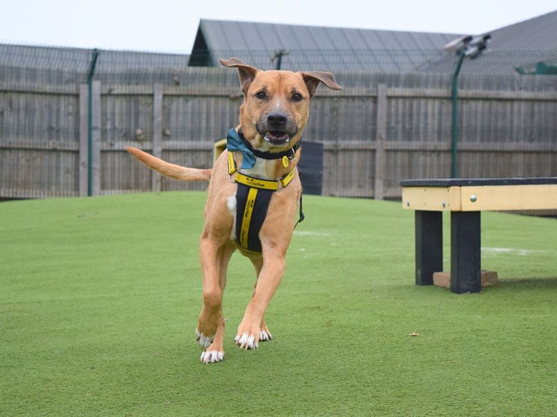 Pablo | Retriever (Labrador) Cross | Harefield West London - 1