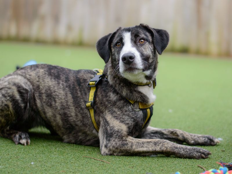 Dog rehoming centres store midlands