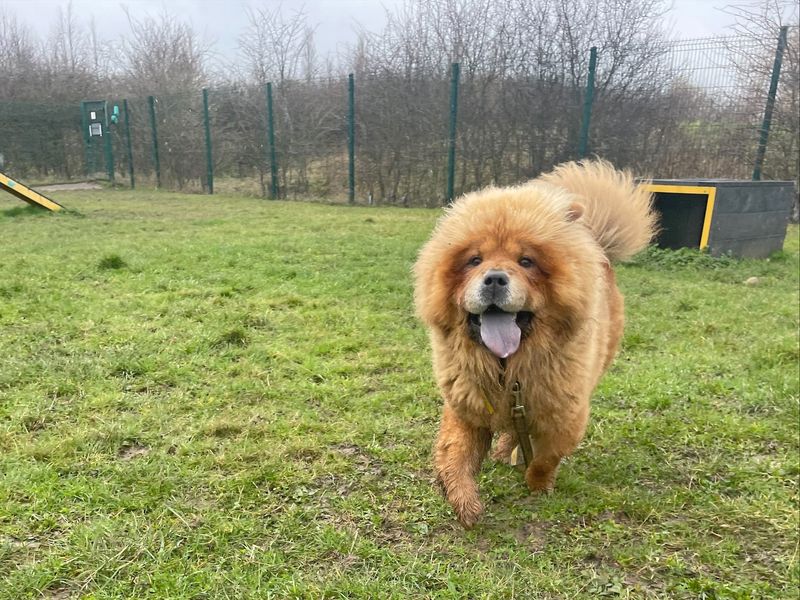 Chow chow puppy store rescue