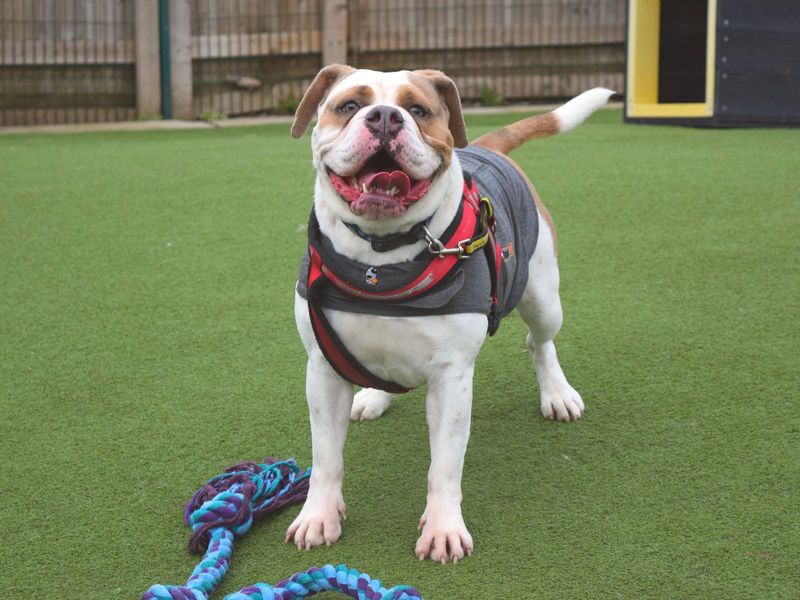 Bulldog Puppies for sale in London