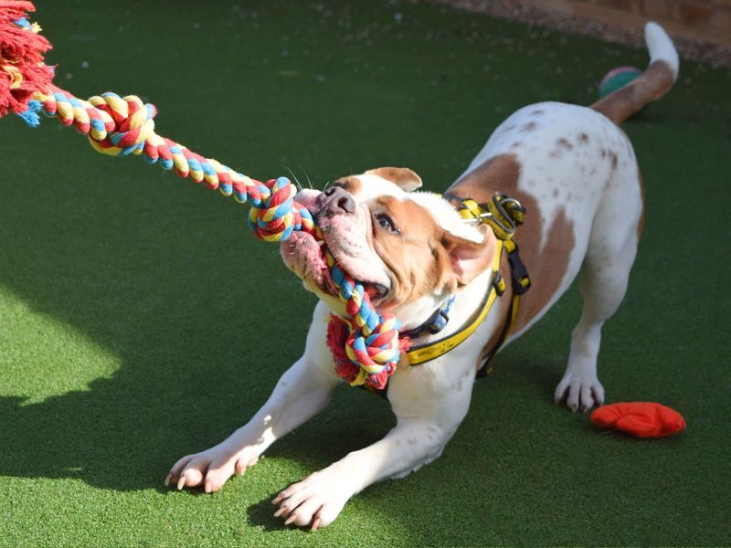 Bulldog Puppies for sale