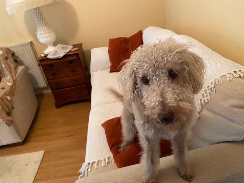 Bedlington terrier best sale for adoption