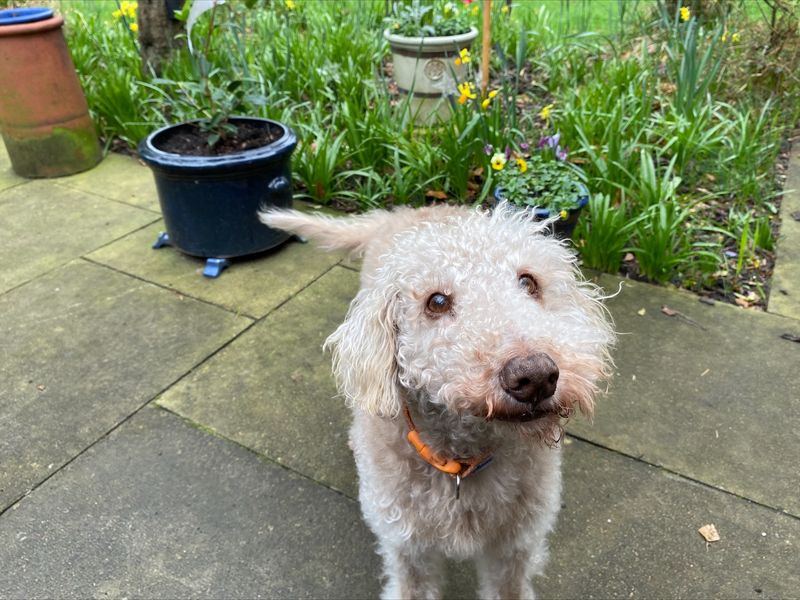 Bedlington sales poodle mix