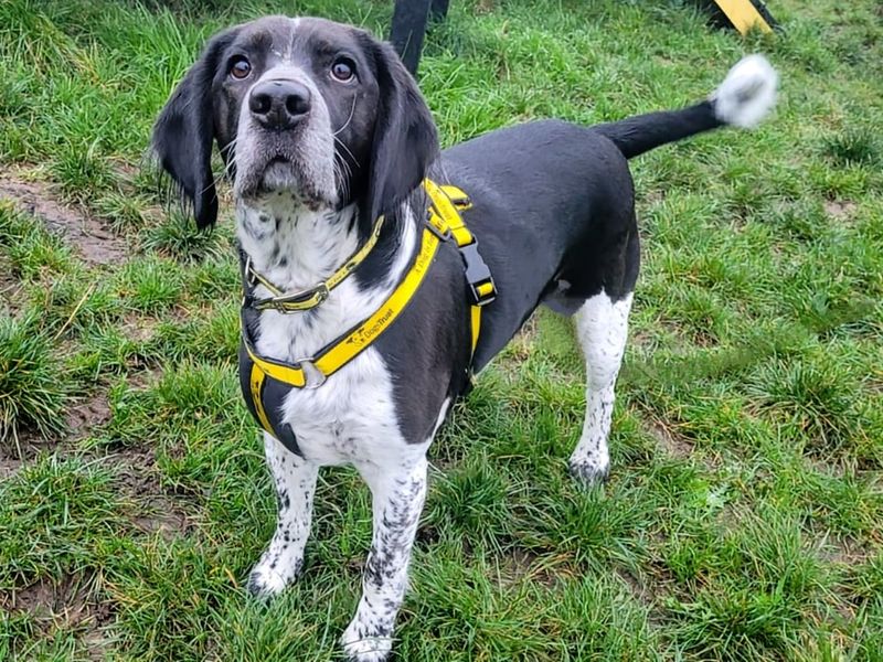 Reggie | Beagle Cross | Cardiff - 1