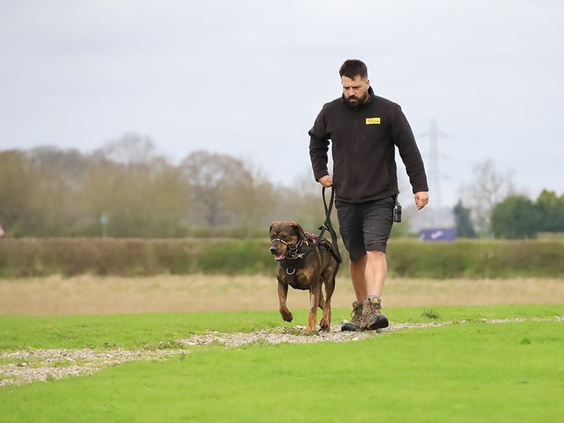 Staffordshire Bull Terriers for sale in Leeds, Yorkshire