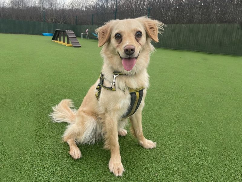 Golden Retriever Puppies for sale in Essex