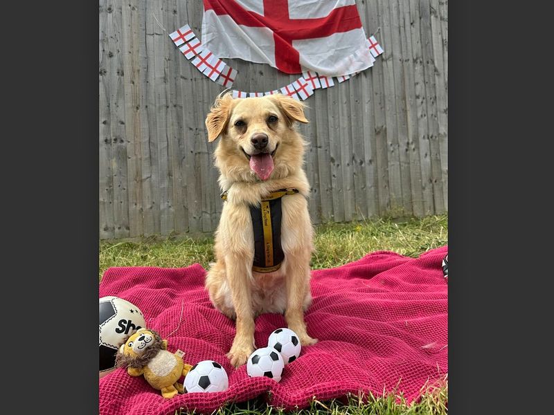 Lolly for sale in Wickford, Essex