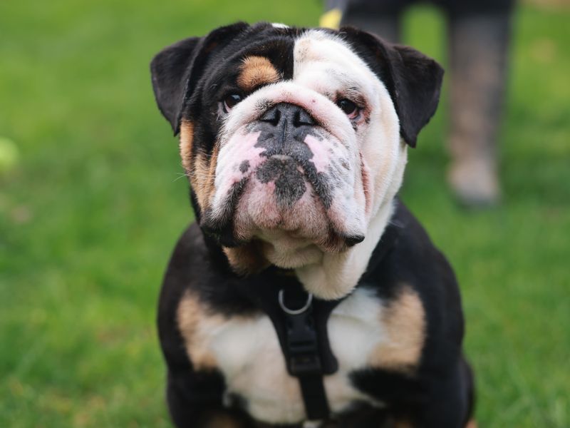 Bulldog Puppies for sale in Berks