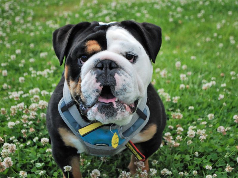 English Bulldogs for sale in Newbury, Berks