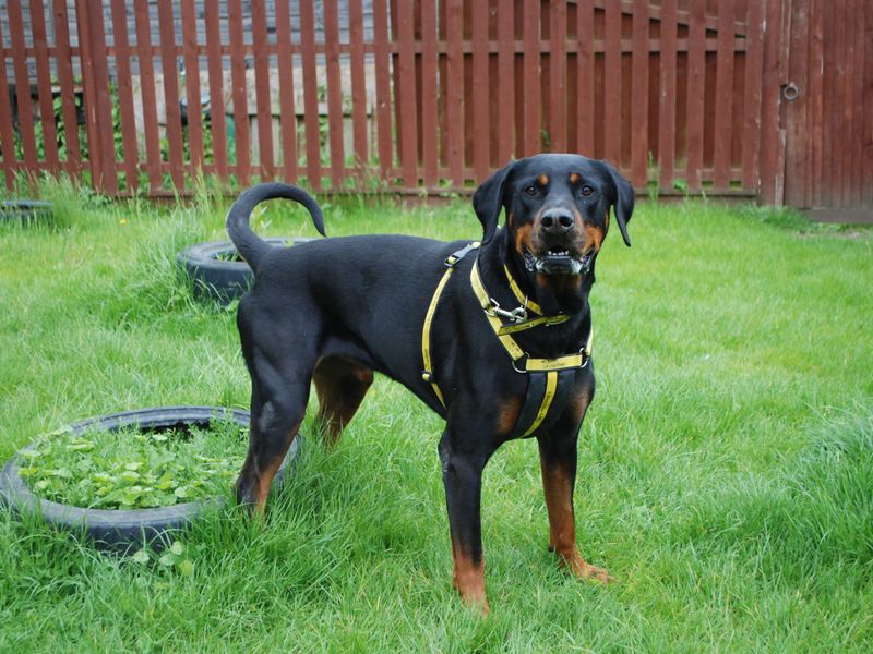 Ronnie Rotti | Rottweiler Cross | Newbury (Berkshire) - 1