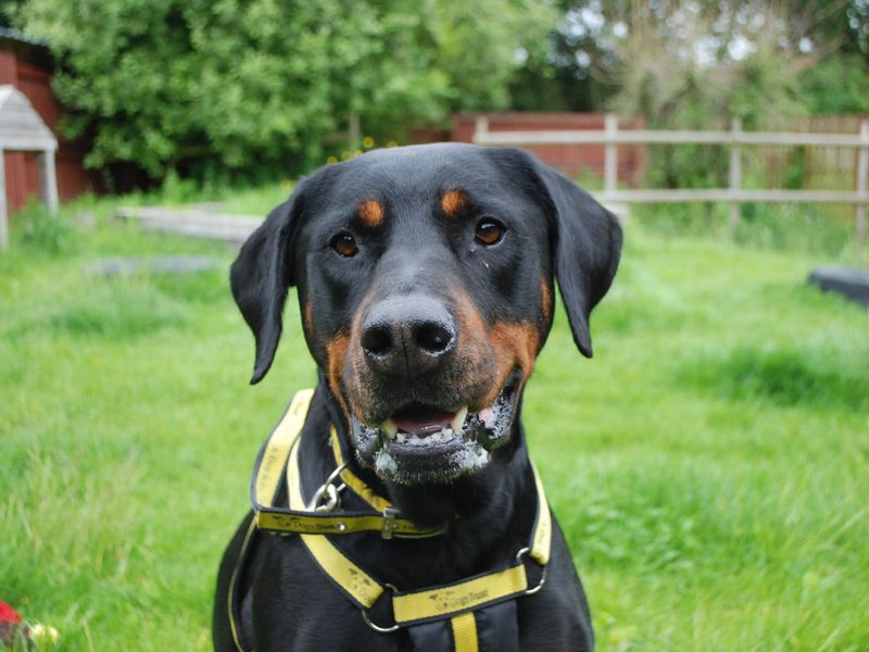 Doberman Puppies for sale