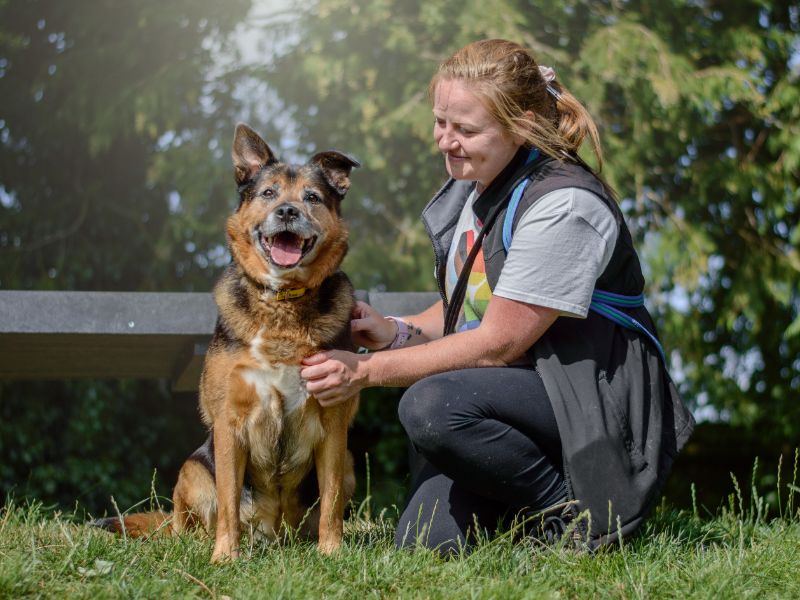 Sammie for sale in Kenilworth, Warks