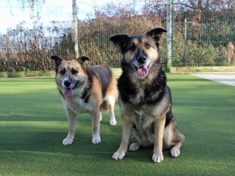 Corgi german shepherd mix 2024 breeder