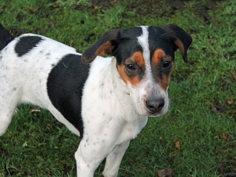 Milo for sale in Liverpool, Merseyside - Image 3