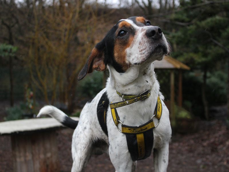 Milo for sale in Liverpool, Merseyside - Image 4