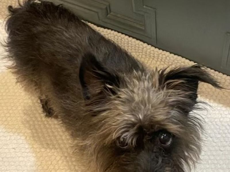 Cairn terrier x jack hot sale russell