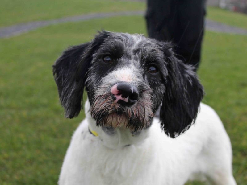 Poodle cross sale rescue dogs