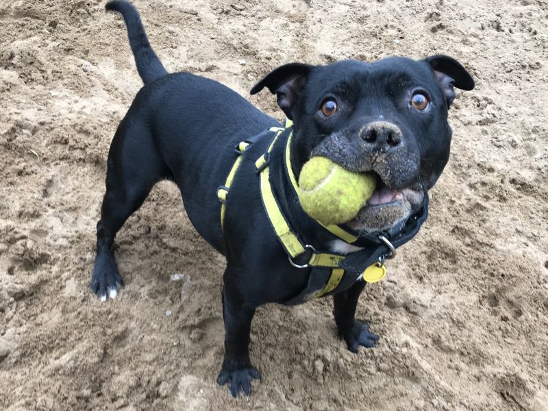 Staffordshire Bull Terriers for sale in Ilfracombe, North Devon