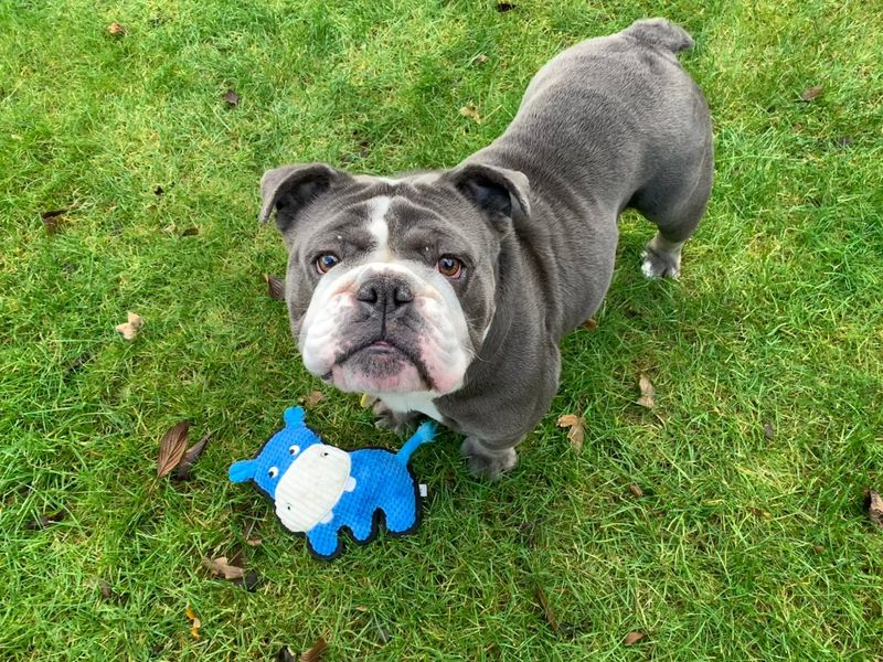 Bulldog rescue sale and rehoming