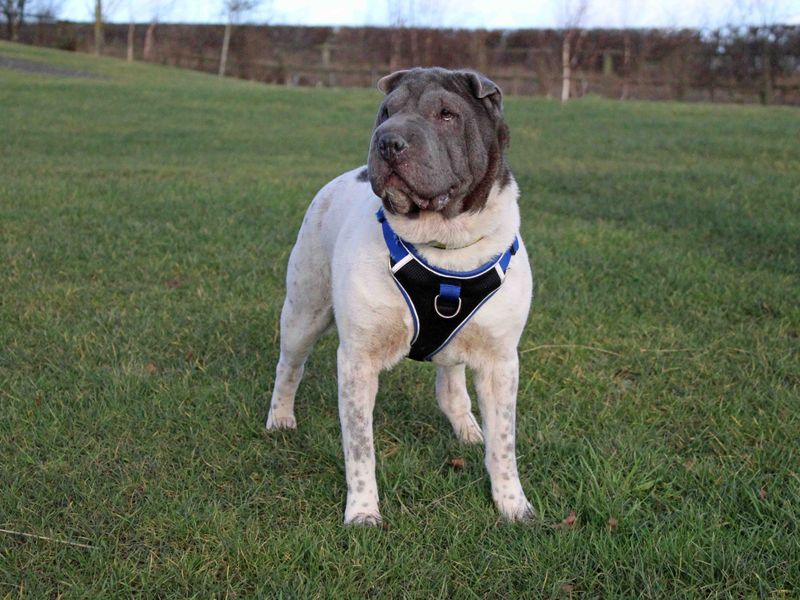 Shar pei pitbull sales mix for sale