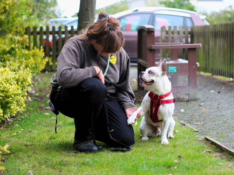 Frankie | French Bulldog | Manchester - 1