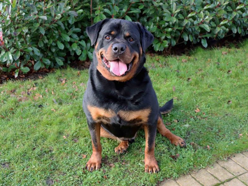 Rottweiler dogs and puppies for rehoming or adoption