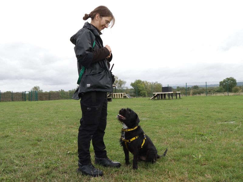 Oscar for sale in Evesham, Worcestershire - Image 3