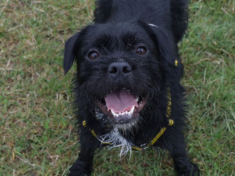 Cocker Spaniels for sale in Evesham, Worcestershire