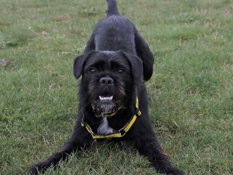 Oscar for sale in Evesham, Worcestershire - Image 1