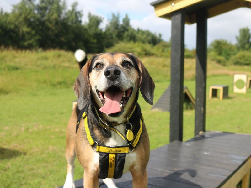 Beagle Puppies for sale in Scotland