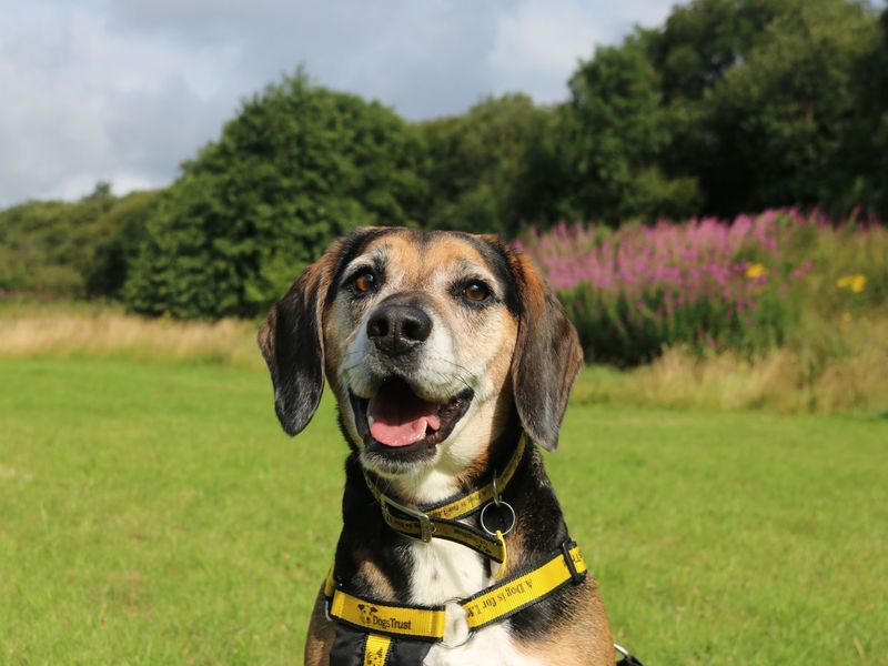 Milo | Beagle Cross | Glasgow - 1