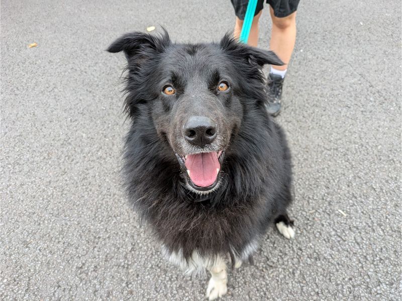 Milo | Collie (Border) Cross | Evesham (Worcestershire) - 1