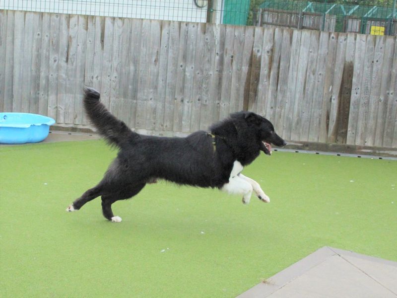 Milo for sale in Evesham, Worcestershire - Image 3